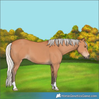 Horse Color:Silver Bay 