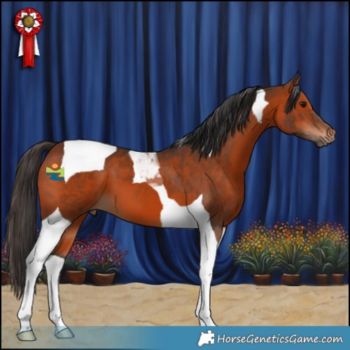 Horse Color:Bay Tobiano 
