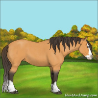 Horse Color:Unknown 