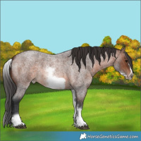 Horse Color:White Spotted Brown Roan Frame 