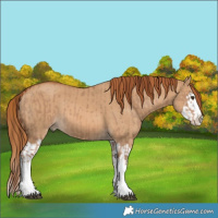 Horse Color:Red Dun Splash  and Red Dun Splash 