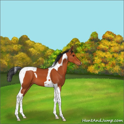 Horse Color:Bay Tobiano 