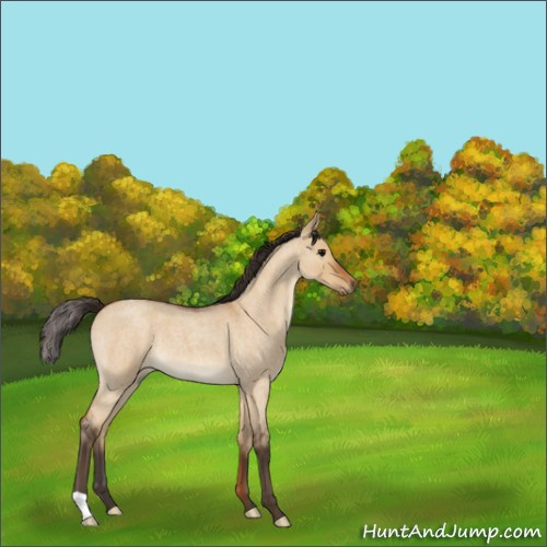 Horse Color:Buckskin Roan Dun 