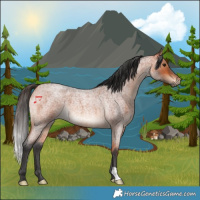 Horse Color:Bay Roan 
