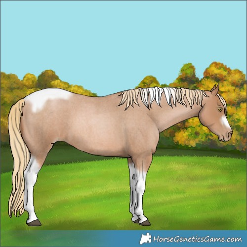 Horse Color:Red Roan Pearl Tobiano Frame 