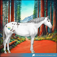 Horse Color:Brown Tobiano Appaloosa 