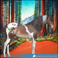 Horse Color:Brown Tobiano Appaloosa 