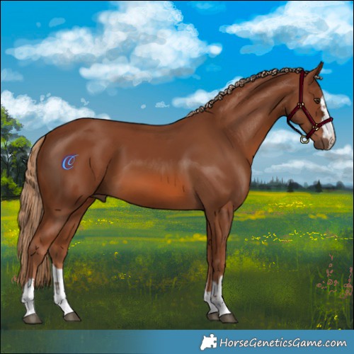 Horse Color:Chestnut 