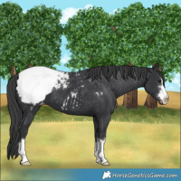 Horse Color:Black Appaloosa