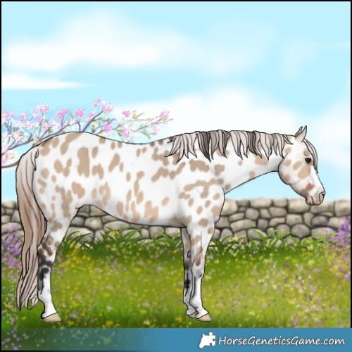 Horse Color:Bay Dun Appaloosa 