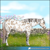 Horse Color:Bay Dun Near Leopard 