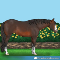 Horse Color:Brown 