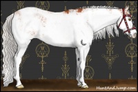 Horse Color:Silver Bay Sabino 