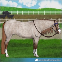 Horse Color:Liver Red Dun Roan 