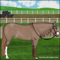 Horse Color:Liver Red Dun Roan