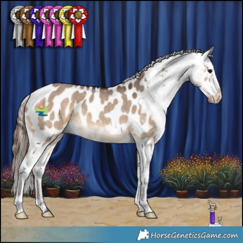 Horse Color:Brown Dun Appaloosa 