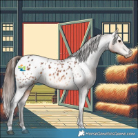 Horse Color:Bay Appaloosa 