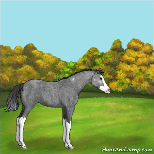 Horse Color:Blue Roan Splash 