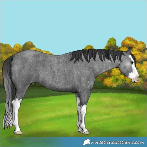 Horse Color:Blue Roan Splash