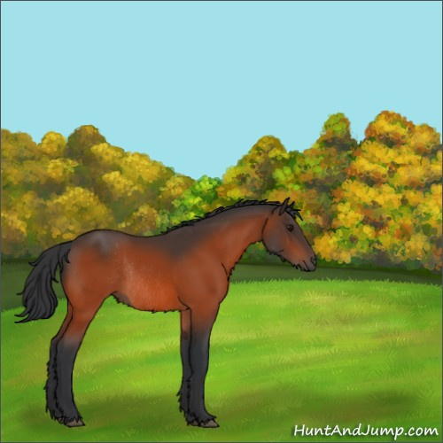 Horse Color:Bay Rabicano