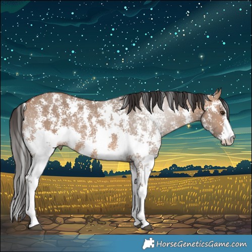 Horse Color:Bay Dun Sabino Rabicano