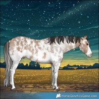 Horse Color:Bay Dun Sabino Rabicano