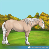 Horse Color:Silver Classic Champagne Dun Splash