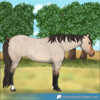 Horse Color:Bay Roan Dun Rabicano