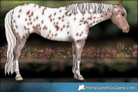 Horse Color:Chocolate Silver Bay Tobiano Near Leopard 