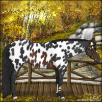Horse Color:Brown Appaloosa 
