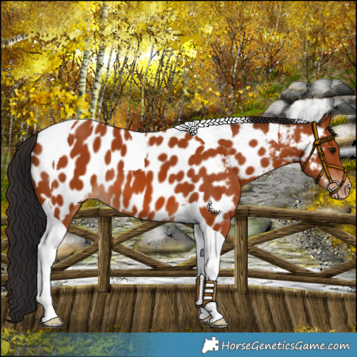 Horse Color:Bay Tobiano Appaloosa 
