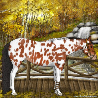 Horse Color:Bay Tobiano Appaloosa