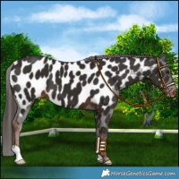 Horse Color:Liver Chestnut Appaloosa 