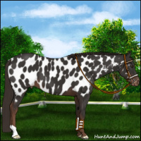 Horse Color:Liver Chestnut Appaloosa