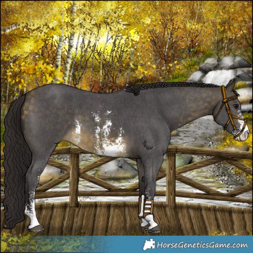 Horse Color:Buckskin Sabino 