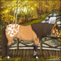 Horse Color:Buckskin Blanket 