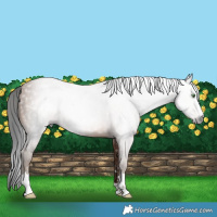 Horse Color:Gray Sable Champagne