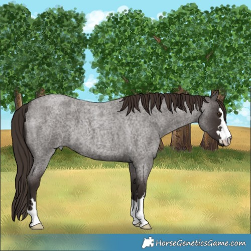 Horse Color:Liver Red Roan
