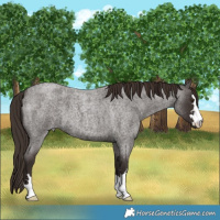 Horse Color:Liver Red Roan 