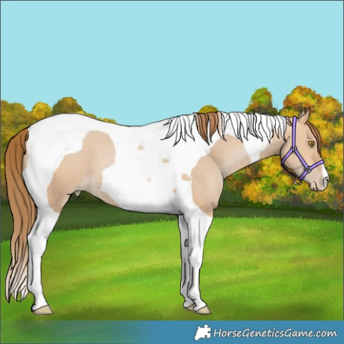 Horse Color:Brown Pearl Dun Tobiano 