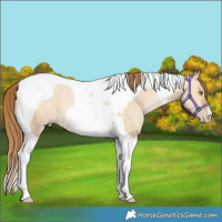 Horse Color:Brown Pearl Dun Tobiano 