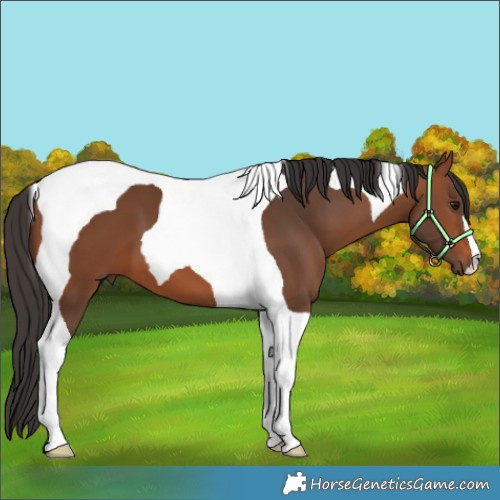 Horse Color:Bay Tobiano 