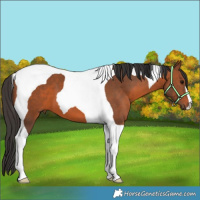 Horse Color:Bay Tobiano