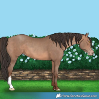 Horse Color:Sable Champagne 