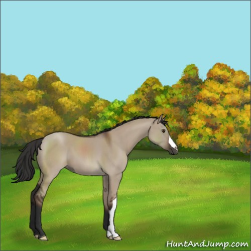 Horse Color:Liver Red Dun 