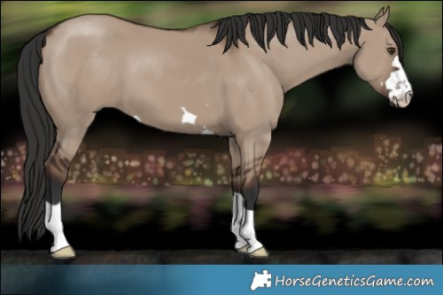 Horse Color:Liver Red Dun