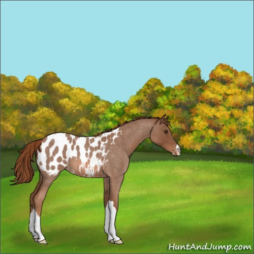 Horse Color:Red Roan Appaloosa 