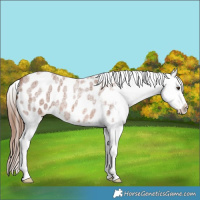 Horse Color:Red Roan Blanket