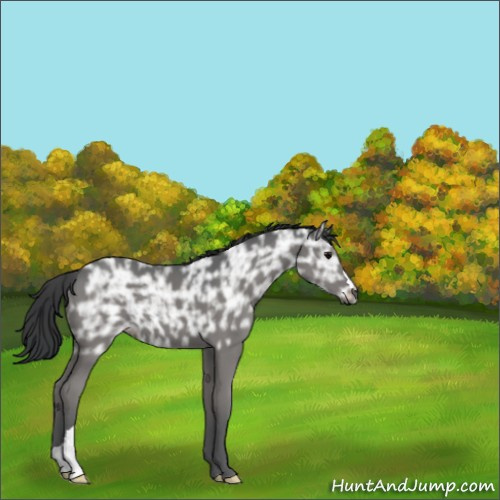 Horse Color:Black Ice