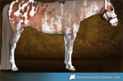 Horse Color:White Spotted Bay Appaloosa 